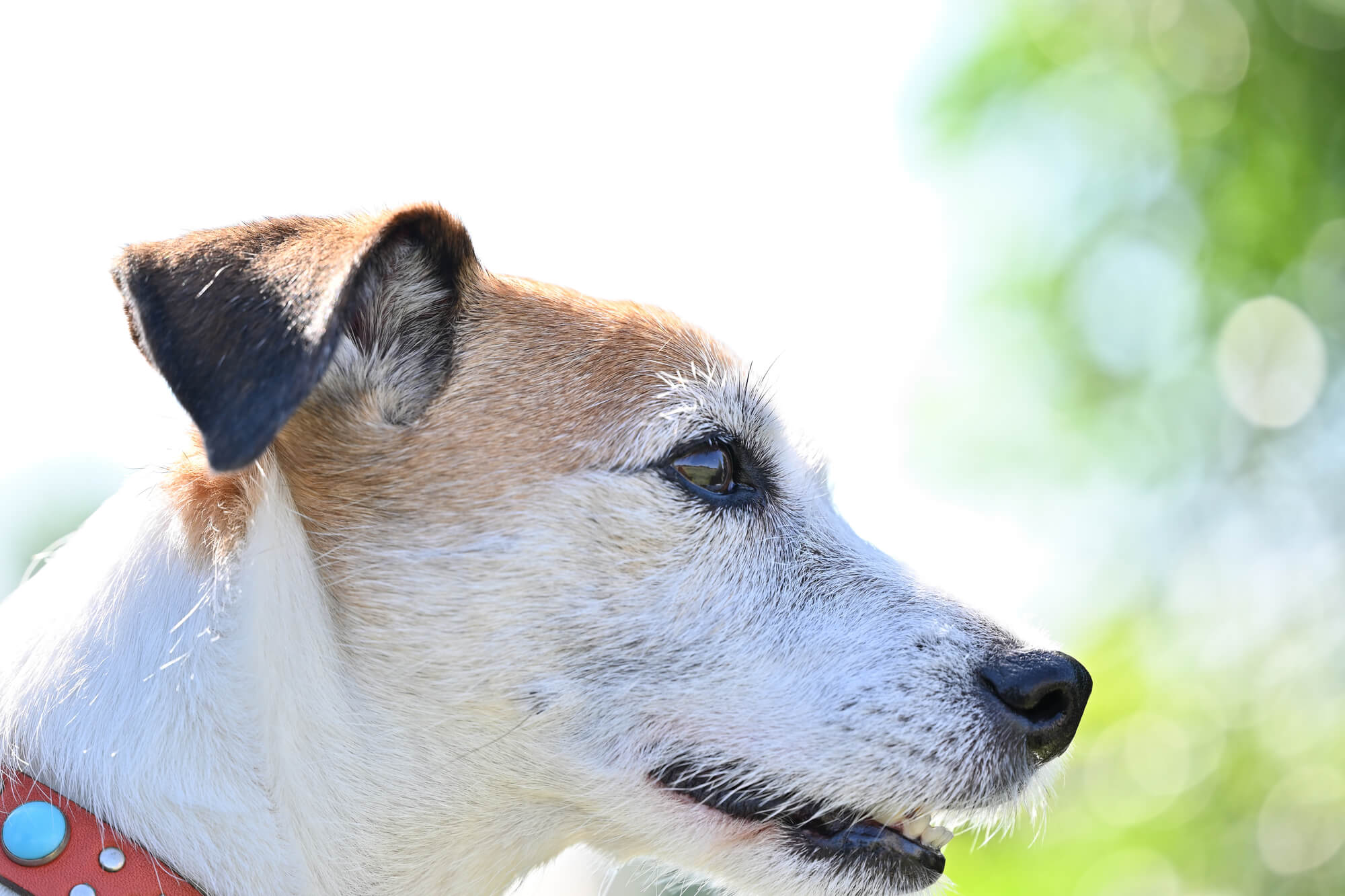 ハイブランドの犬用首輪のおすすめアイテムを厳選してご紹介
